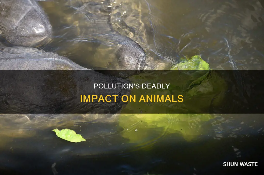 how animals die from pollution