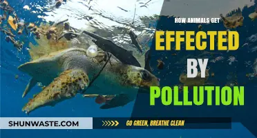Pollution's Impact: Animals in Danger