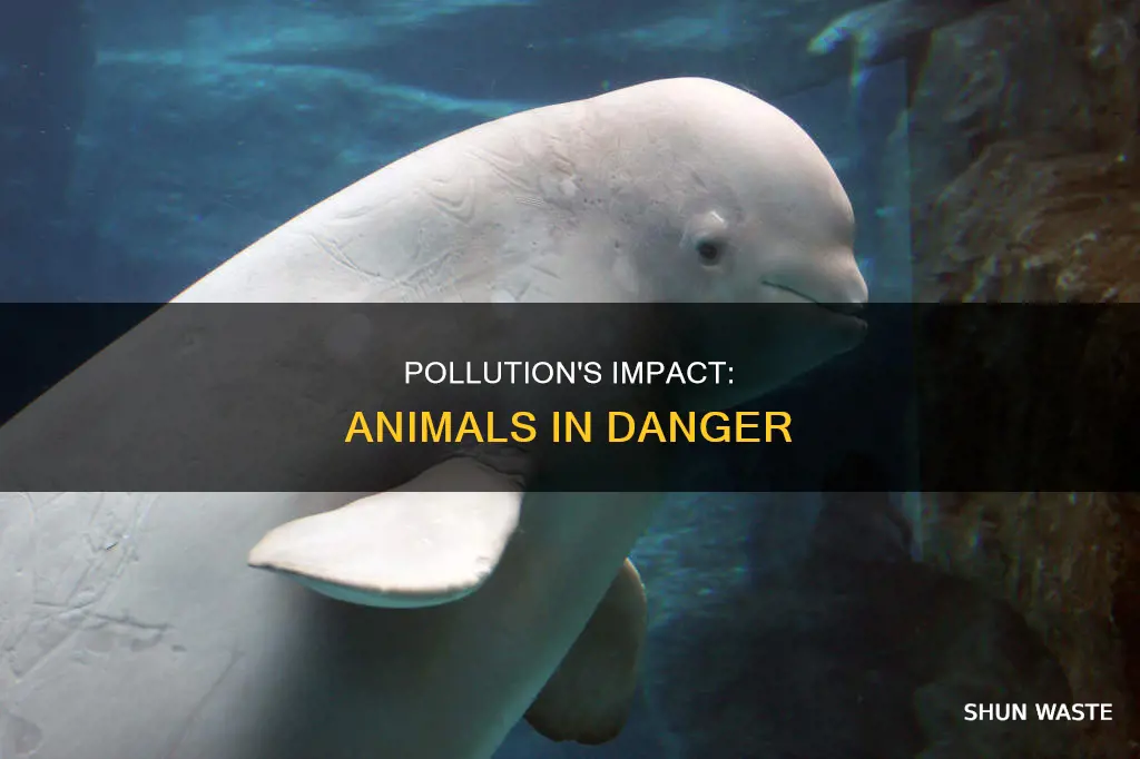 how animals get effected by pollution