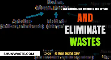 Animal Survival Secrets: Nutrient Absorption, Oxygen Intake, and Waste Removal