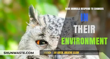 Adapting to Change: How Animals Respond to Environmental Shifts