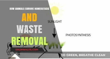 Animal Survival Secrets: Mastering Homeostasis and Efficient Waste Removal
