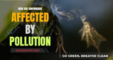 Amphibians' Plight: Pollution's Impact on Their Survival