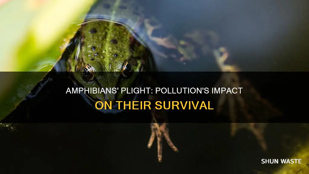 how are amphibians affected by pollution