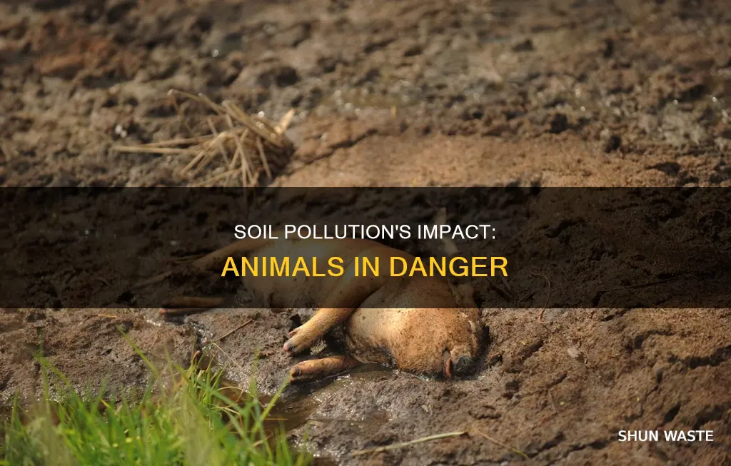 how are animals affected by soil pollution