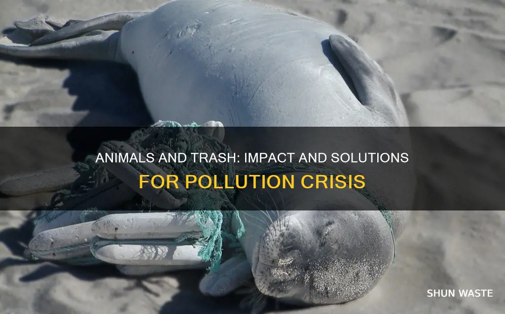 how are animals affected by trash pollution