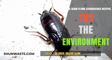 Asian Flying Cockroaches: Unsung Eco-Heroes and Their Environmental Benefits
