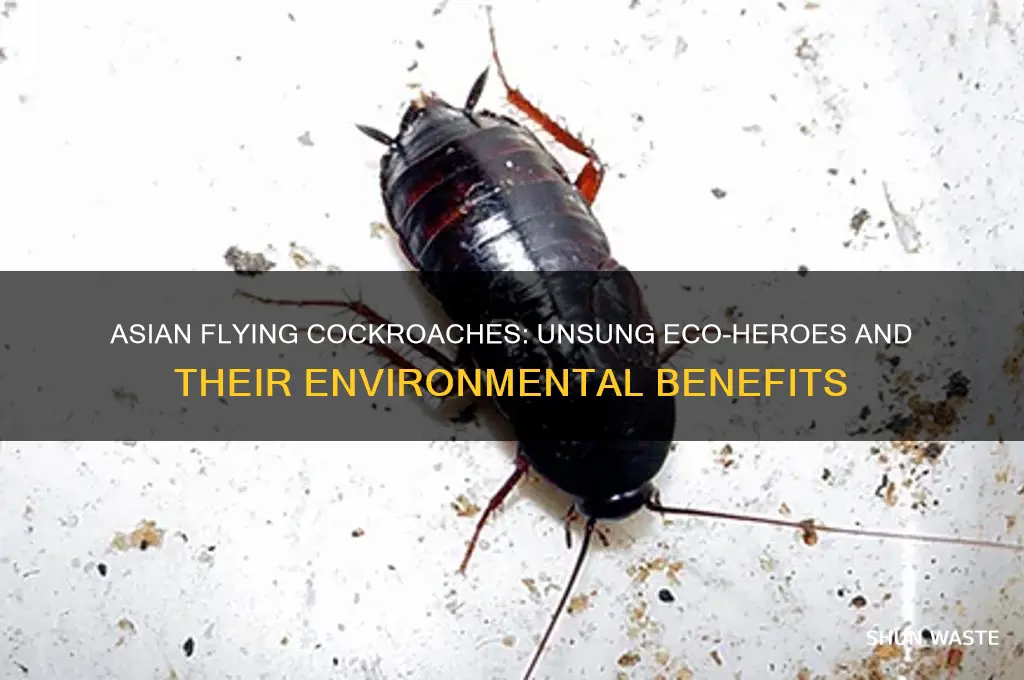 how are asian flying cockroaches helpful for the environment