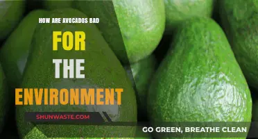 Avocado's Dark Side: Environmental Impact of a Trendy Superfood