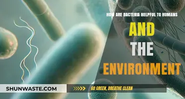 Bacteria's Surprising Benefits: Human Health and Environmental Allies Explained