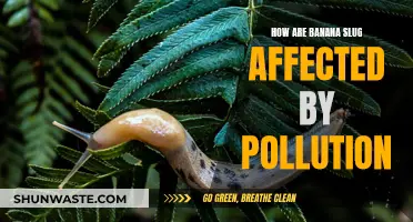 Banana Slugs: Pollution's Unseen Victims in Nature