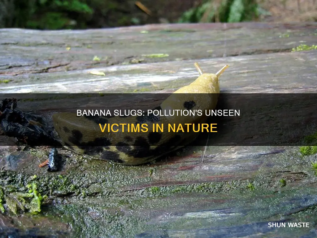 how are banana slug affected by pollution