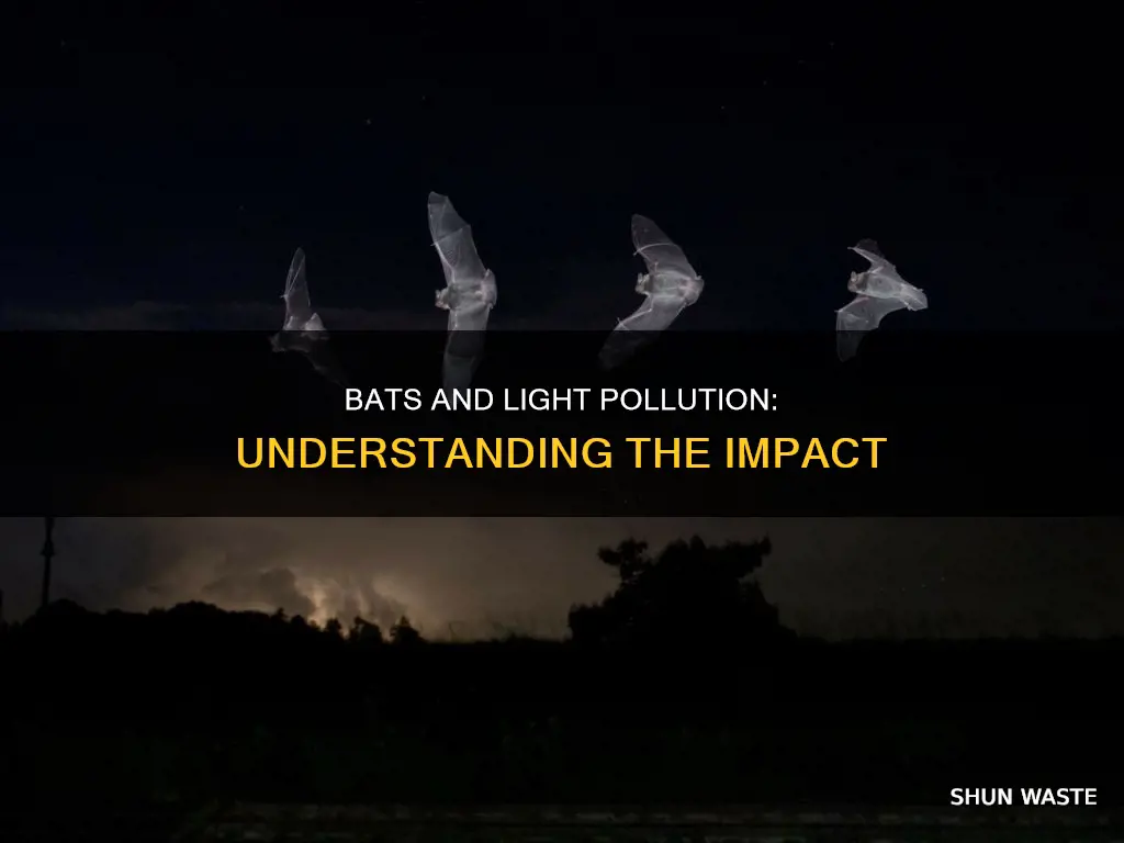 how are bats affected by light pollution