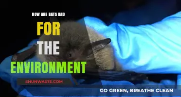 Bats' Environmental Impact: Myths, Misconceptions, and Ecological Consequences Explained