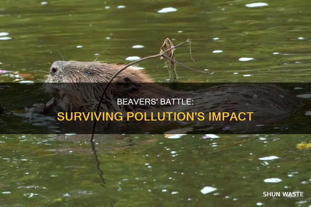 how are beavers affected by pollution