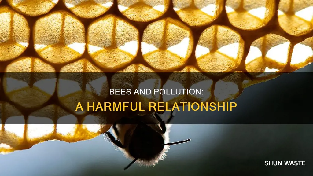 how are bees affected by pollution