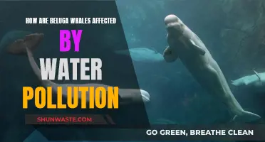 Beluga Whales: Surviving in Polluted Waters?