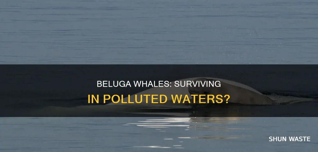 how are beluga whales affected by water pollution