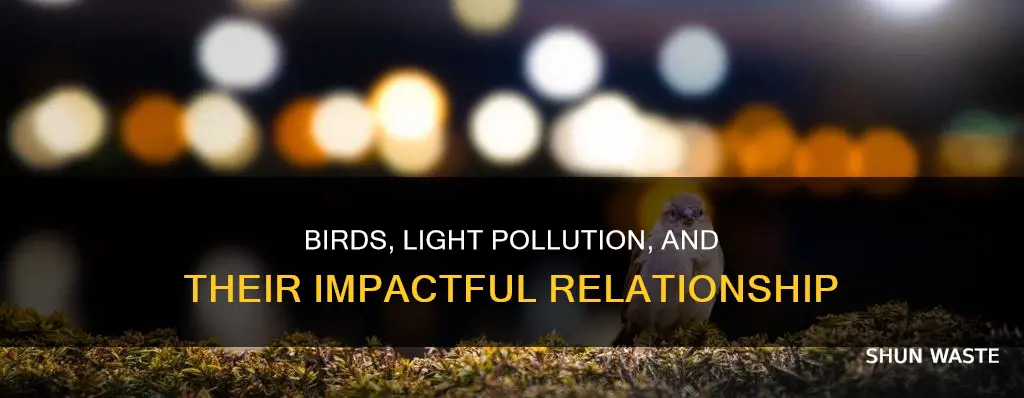 how are birds affected by light pollution