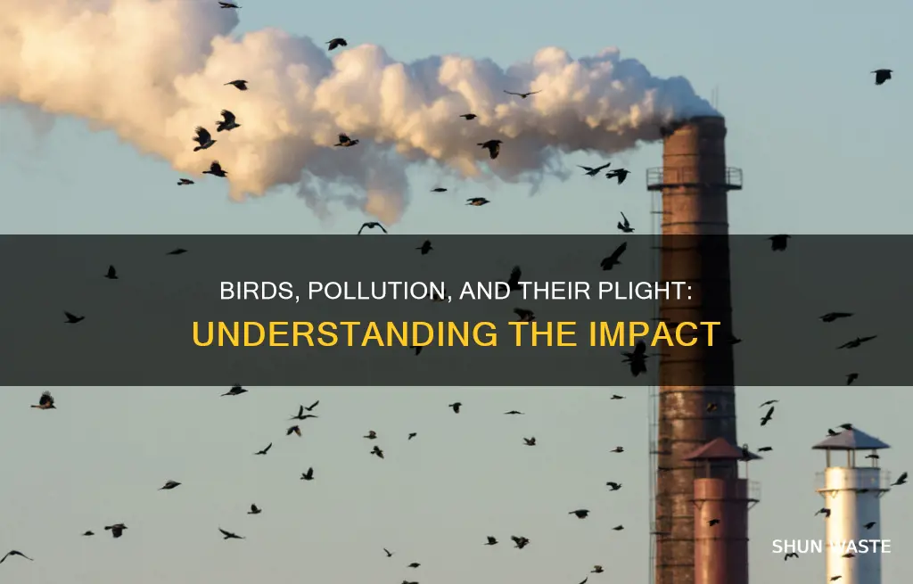 how are birds affected by pollution