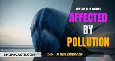 Blue Whale Blues: Impact of Pollution on Marine Life