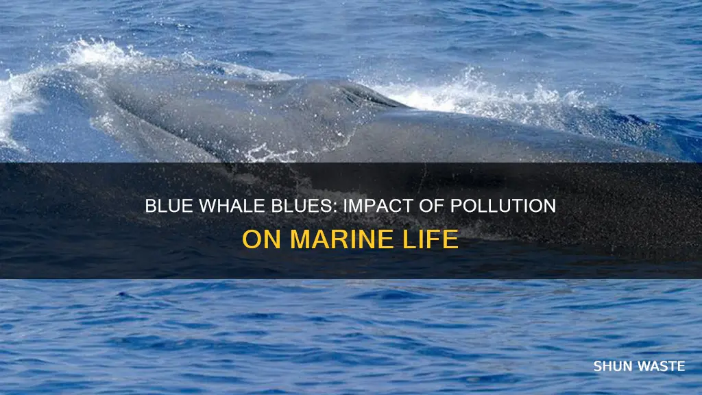 how are blue whales affected by pollution