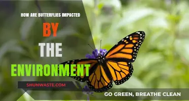 Environmental Factors Shaping Butterfly Populations: Challenges and Adaptations