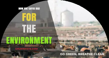 CAFOs' Environmental Impact: Pollution, Deforestation, and Climate Change Concerns