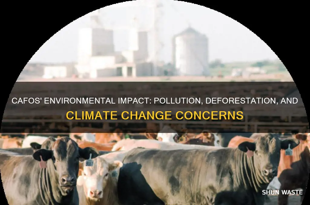 how are cafos bad for the environment