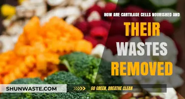 Cartilage Cell Nutrition and Waste Removal: Unveiling the Unique Mechanism