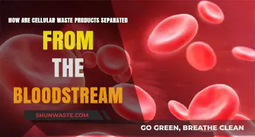 Efficient Bloodstream Filtration: Separating Cellular Waste for Optimal Health