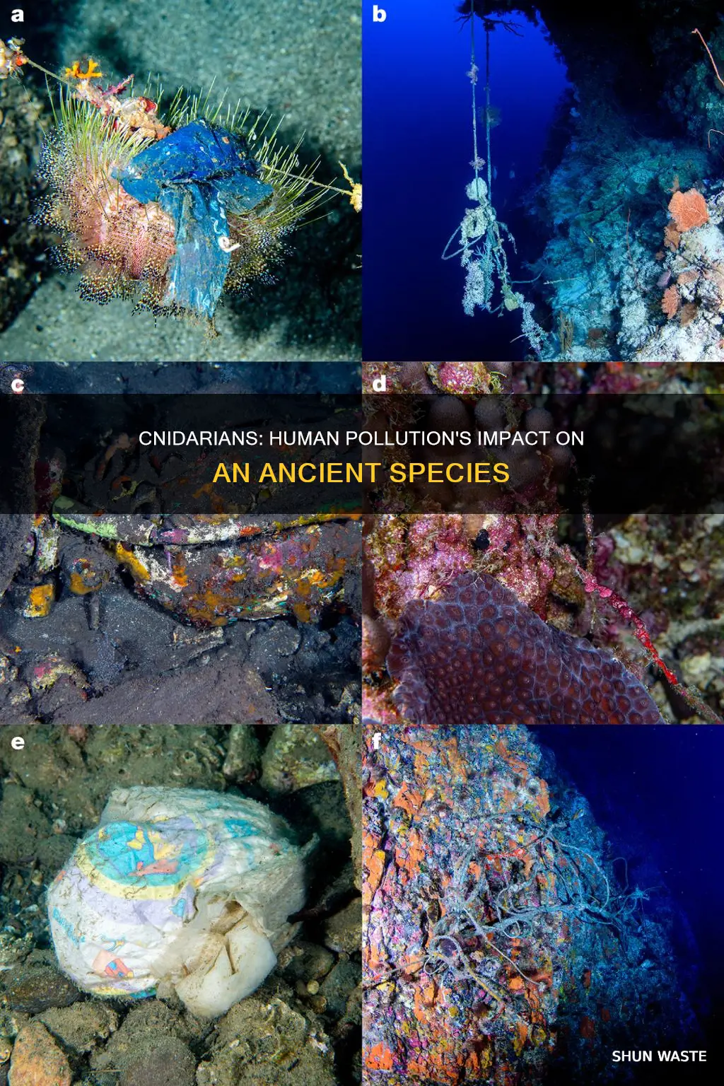 how are cnidarians affected by human pollution