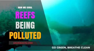 Coral Reefs: Pollution's Impact and Devastating Effects