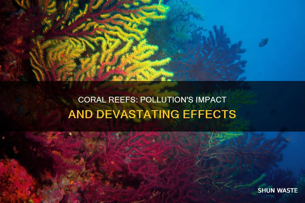 how are coral reefs being polluted
