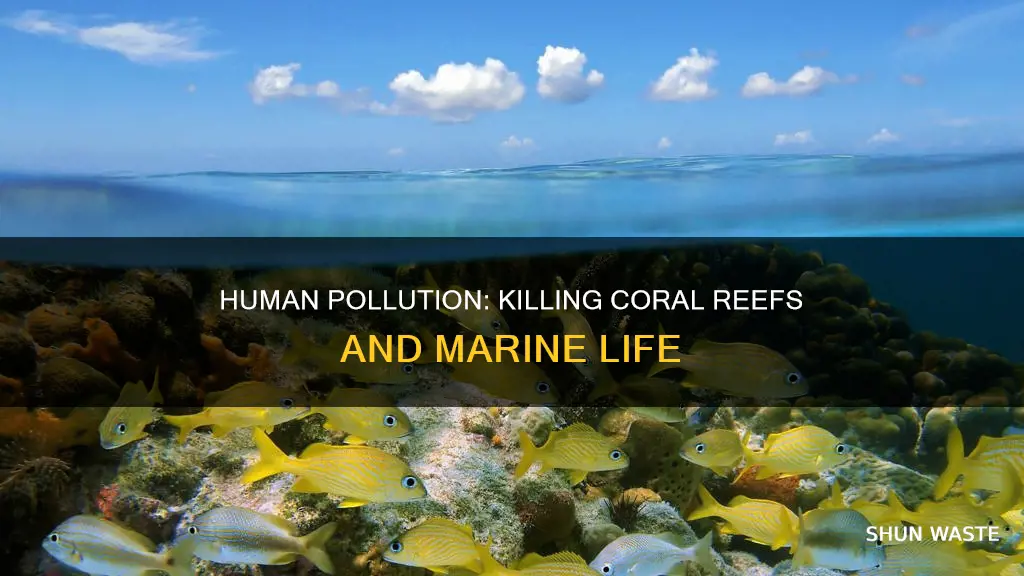 how are coral reefs effected by human pollution