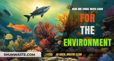 Coral Reefs: Vital Ecosystems Sustaining Marine Life and Coastal Protection