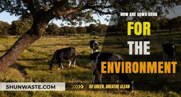 Cows' Surprising Eco-Friendly Impact: Sustainable Agriculture and Beyond