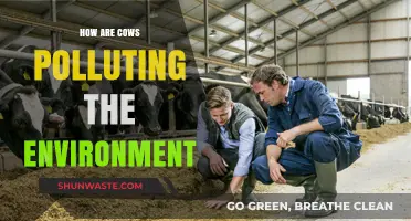 Cows and Climate Change: Environmental Impact