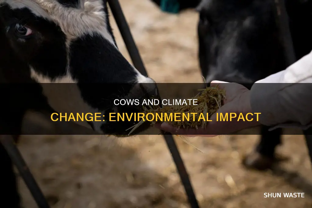 how are cows polluting the environment