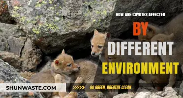 Coyote Adaptation: How Different Environments Shape Their Survival Strategies