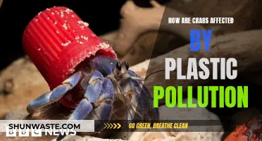 Crabs in Crisis: Plastic Pollution's Impact