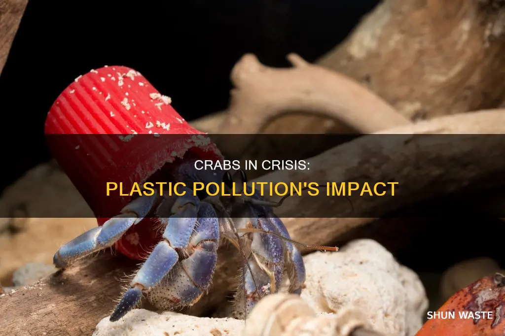 how are crabs affected by plastic pollution