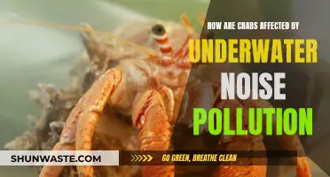 Crabs' Plight: Impact of Underwater Noise Pollution