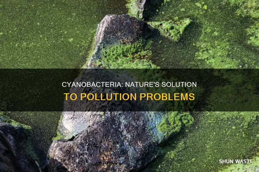 how are cyanobacteria being used to reduce levels of pollution