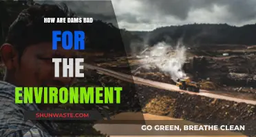 Dams' Environmental Impact: Disrupting Ecosystems, Wildlife, and River Health