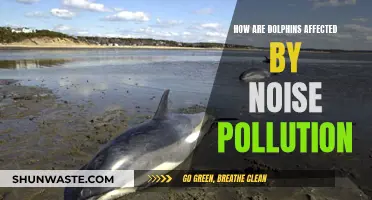 Dolphin Distress: Impact of Noise Pollution on Marine Life