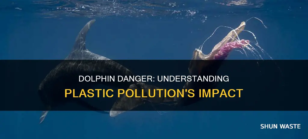 how are dolphins affected by plastic pollution