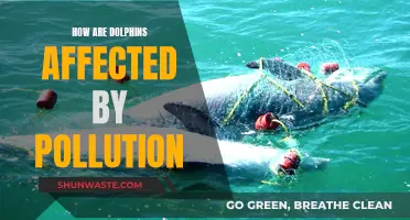 Dolphin Danger: Understanding the Impact of Pollution