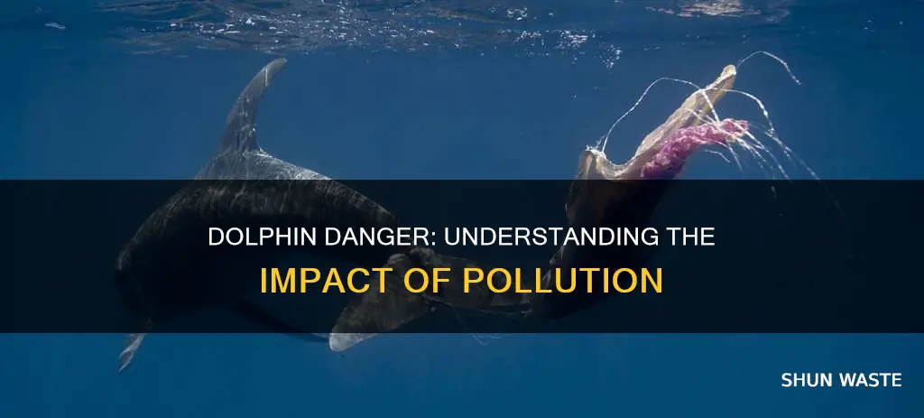 how are dolphins affected by pollution