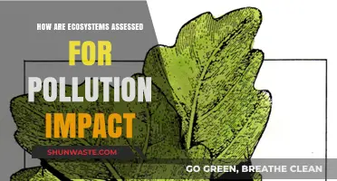 Assessing Pollution Impact on Ecosystems: Methods and Challenges